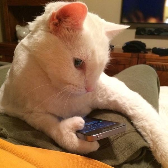 Funny Animals (40 pics)