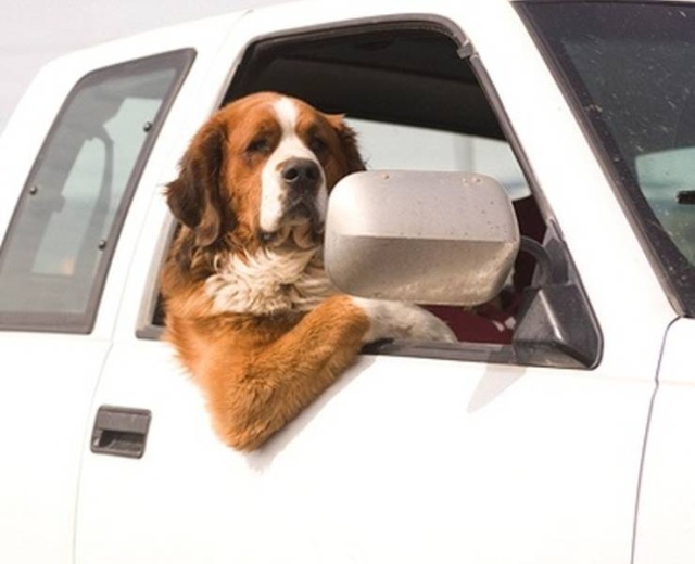 Funny Animals (40 pics)