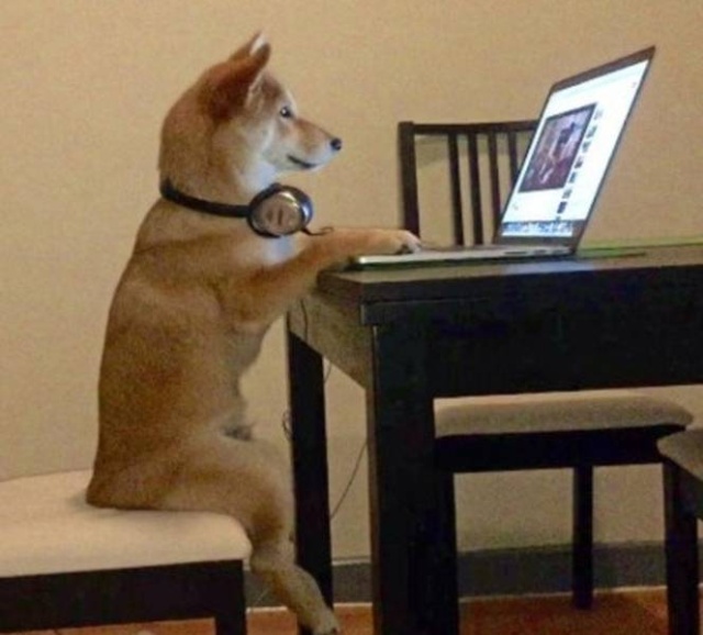Funny Animals (40 pics)