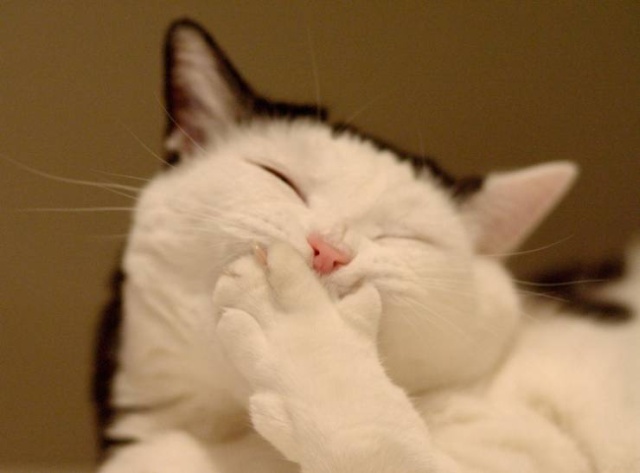 Funny Animals (40 pics)