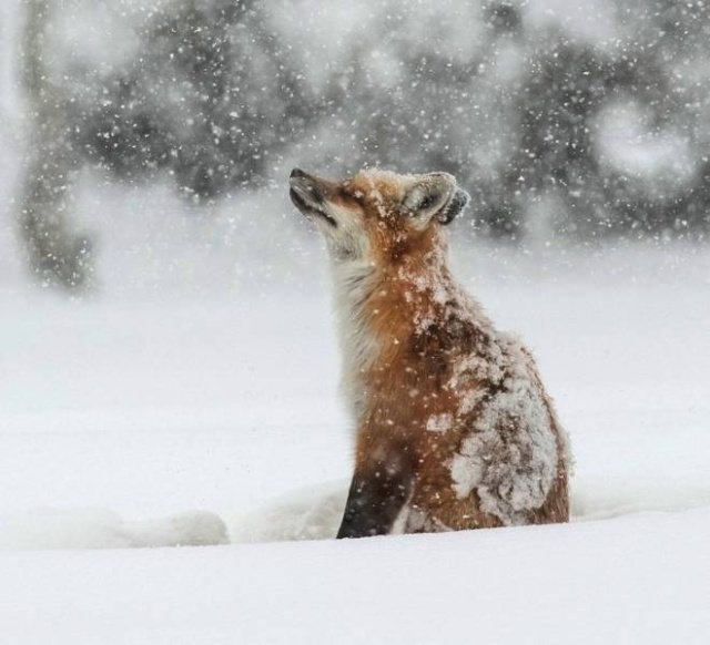 Funny Animals (40 pics)