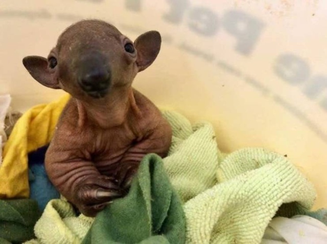 Funny Animals (40 pics)