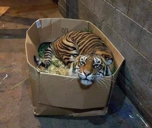Funny Animals (40 pics)