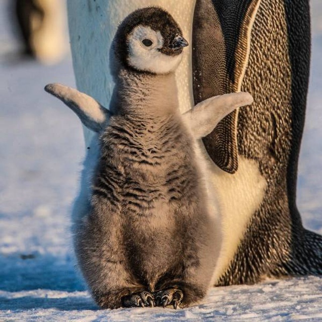 Funny Animals (40 pics)