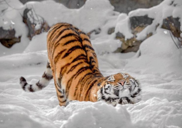 Funny Animals (40 pics)