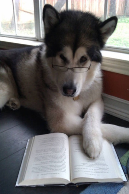 Funny Animals (40 pics)