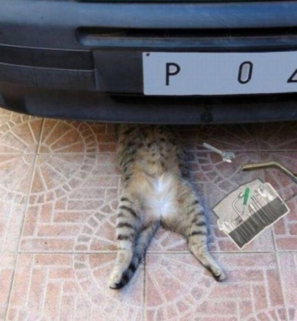 Funny Animals (40 pics)