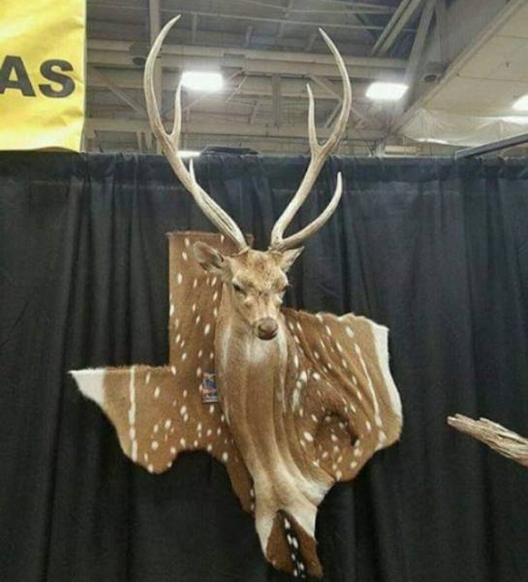 Looks Weird But Also Good (31 pics)