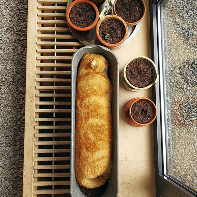Cat Plants (15 pics)