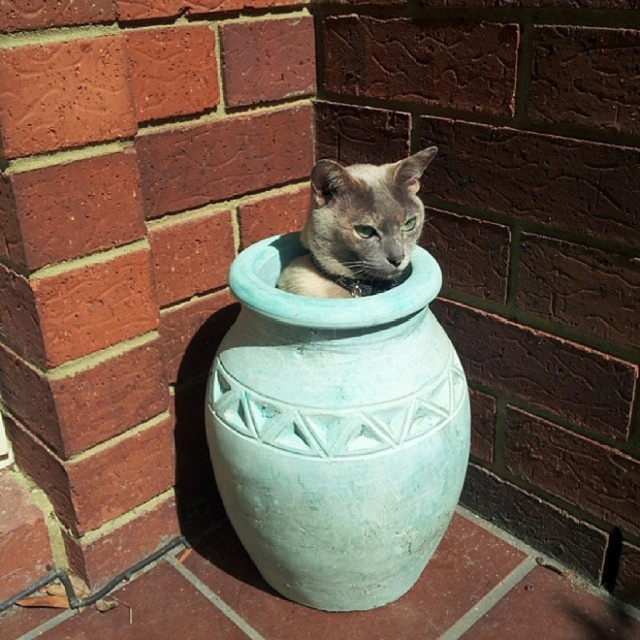 Cat Plants (15 pics)