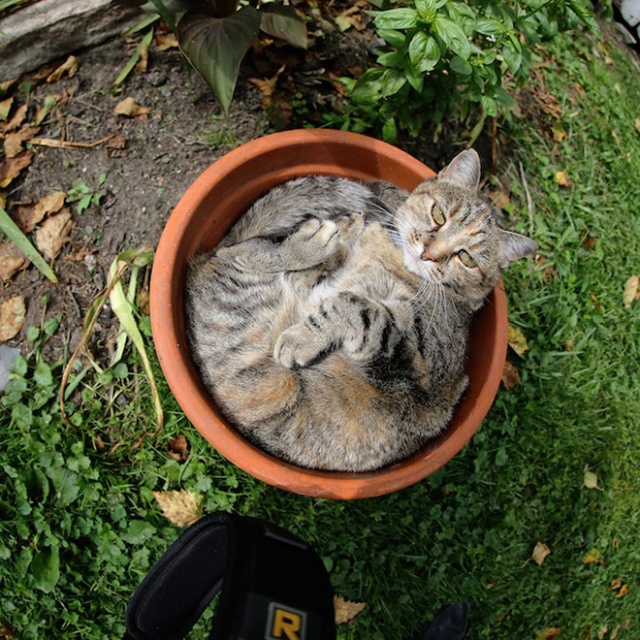 Cat Plants (15 pics)