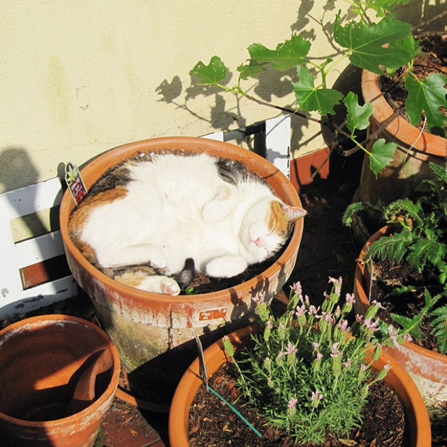 Cat Plants (15 pics)