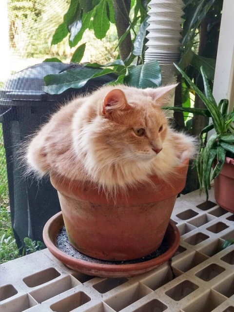 Cat Plants (15 pics)