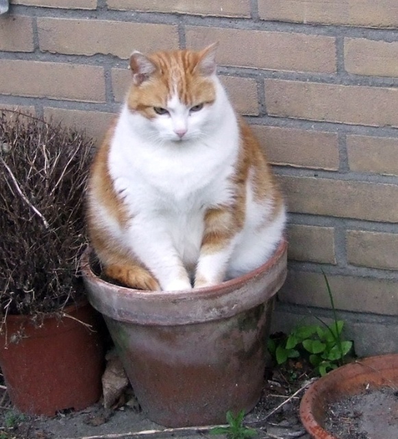 Cat Plants (15 pics)