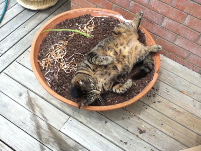 Cat Plants (15 pics)