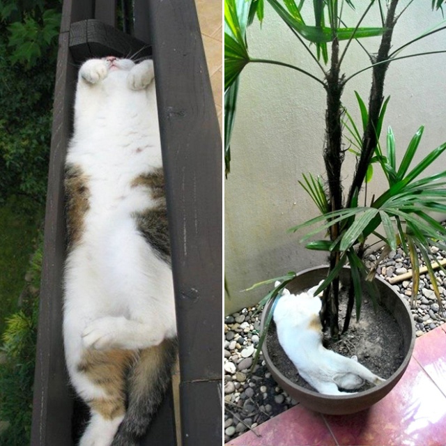 Cat Plants (15 pics)