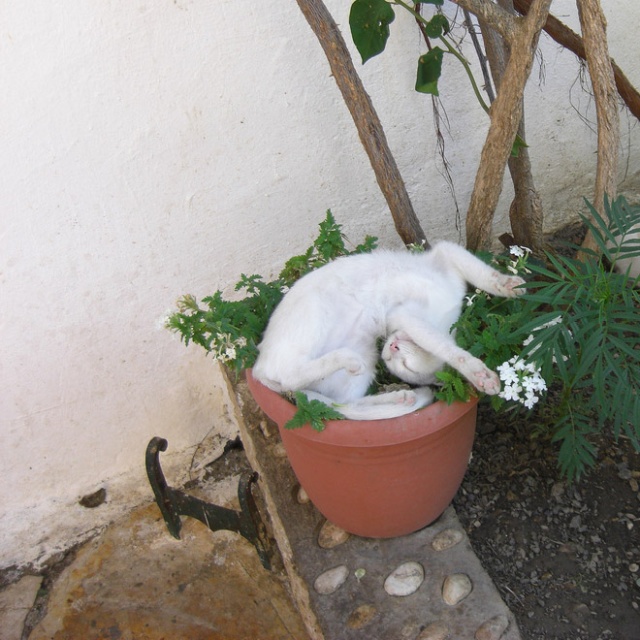 Cat Plants (15 pics)