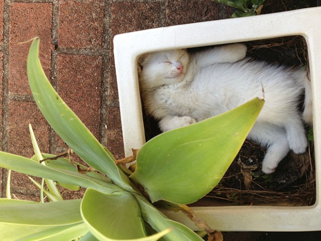 Cat Plants (15 pics)