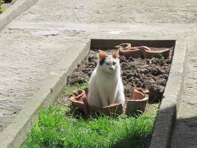 Cat Plants (15 pics)