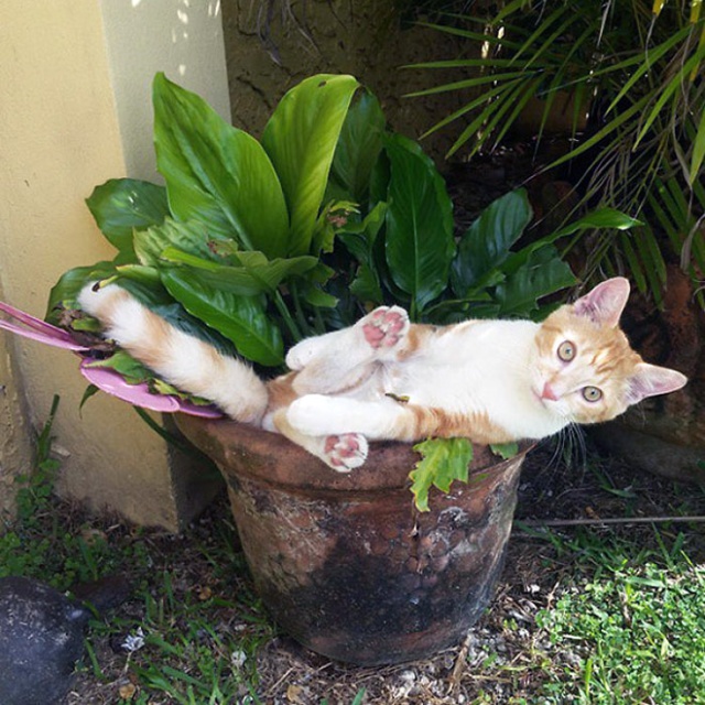Cat Plants (15 pics)