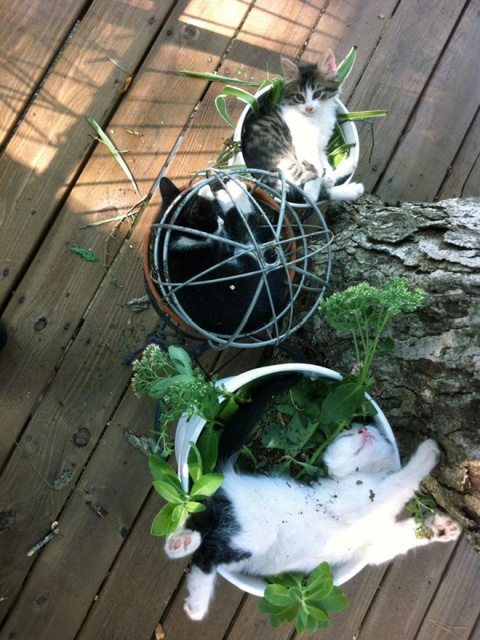 Cat Plants (15 pics)