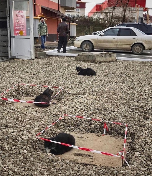 Acid Picdump (98 pics)