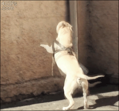 Parkour Dogs (18 gifs)