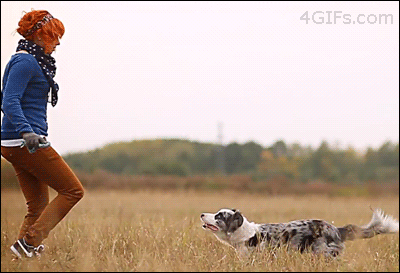 Parkour Dogs (18 gifs)