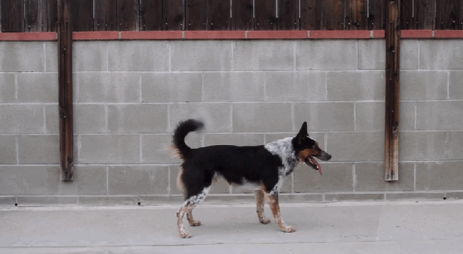 Parkour Dogs (18 gifs)