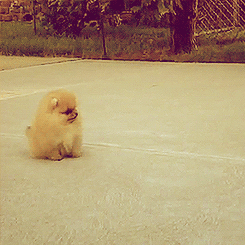 Parkour Dogs (18 gifs)