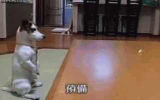 Parkour Dogs (18 gifs)