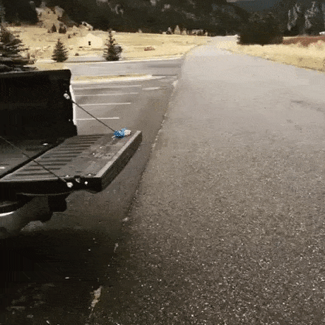 Parkour Dogs (18 gifs)