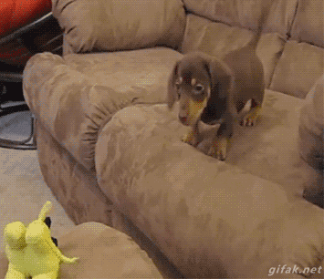 Parkour Dogs (18 gifs)