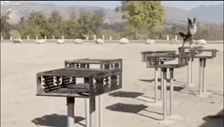 Parkour Dogs (18 gifs)