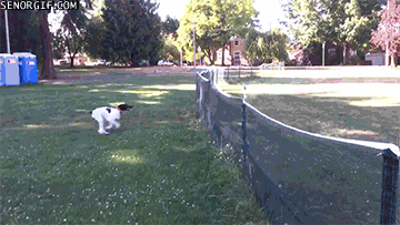 Parkour Dogs (18 gifs)