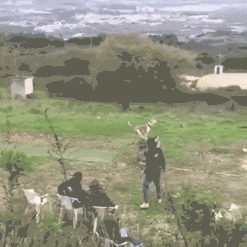 Parkour Dogs (18 gifs)