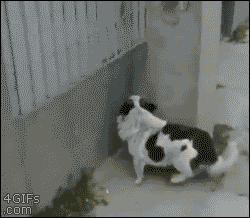 Parkour Dogs (18 gifs)