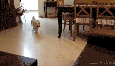 Parkour Dogs (18 gifs)