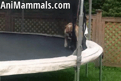 Parkour Dogs (18 gifs)