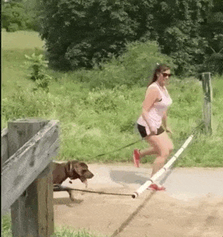 Parkour Dogs (18 gifs)