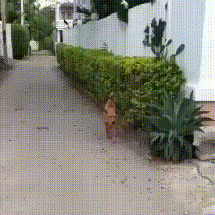 Parkour Dogs (18 gifs)