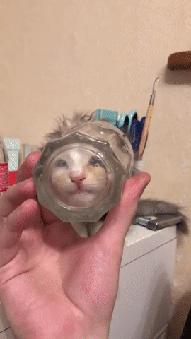 Acid Gifdump, February 6 (25 gifs)