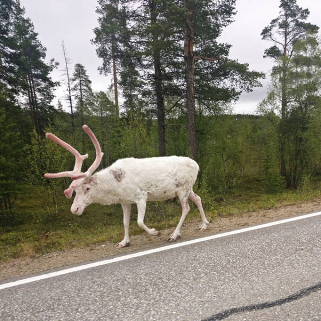 Acid Picdump (89 pics)