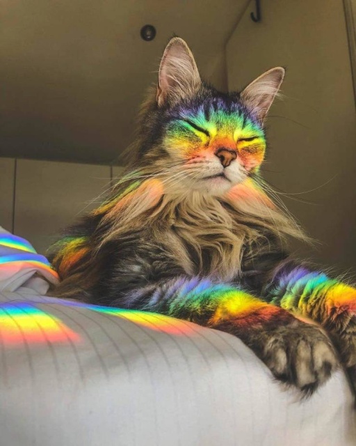 Acid Picdump (89 pics)