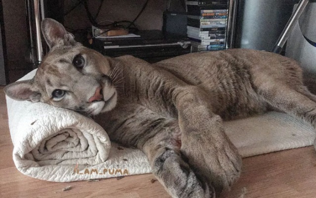 Adopted Puma From A Russian Zoo (23 pics)