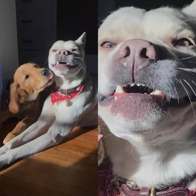 Your Dog Is Not Responding (31 pics)
