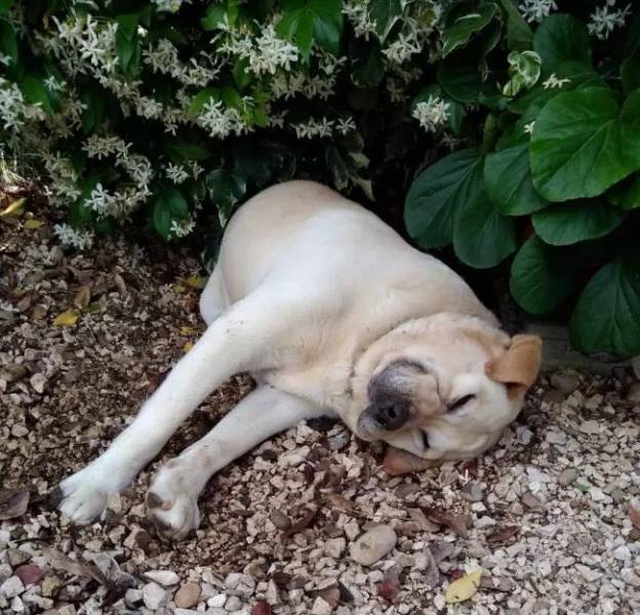 Your Dog Is Not Responding (31 pics)