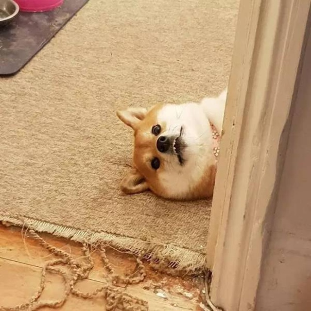 Your Dog Is Not Responding (31 pics)
