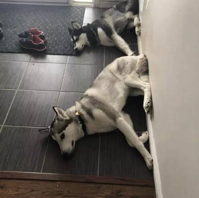 Your Dog Is Not Responding (31 pics)