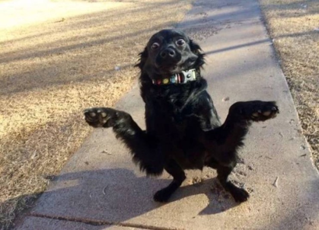 Your Dog Is Not Responding (31 pics)